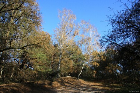 Brunssummerheide....