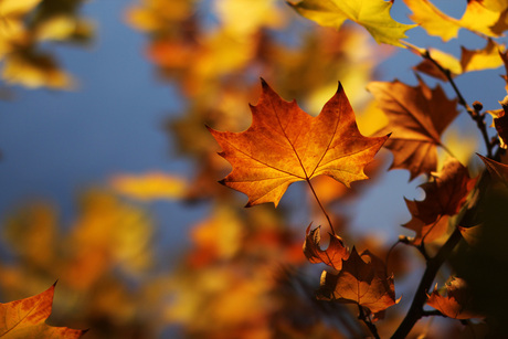 Het Herfstblad