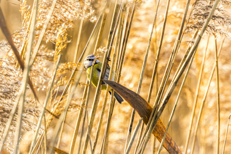 Pimpelmeesje poseert ipv Baardman