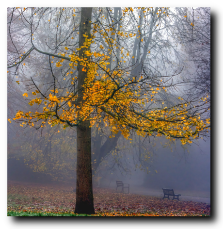 Kleur in de mist