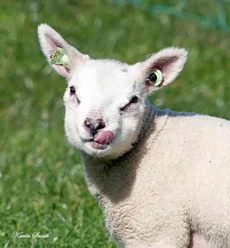 "Volgens mij heeft ie honger..."