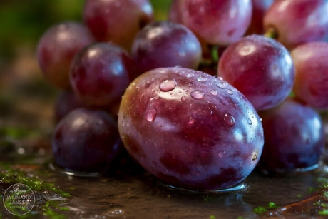 Red fruit grape