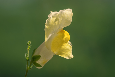 Wat een mooie naam voor deze prachtige bloem …