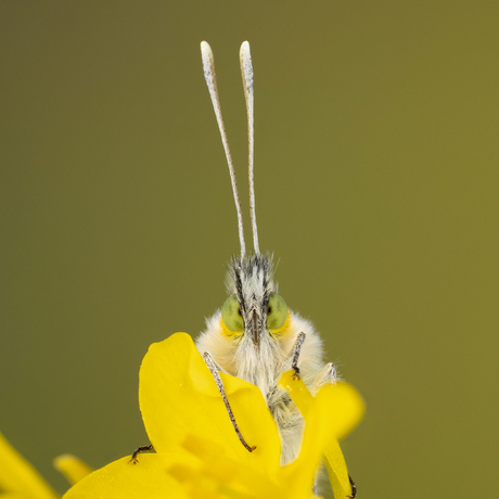 Oranjetipje Frontaal!