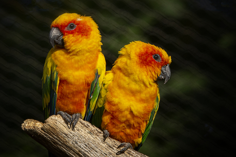 Oranje gekleurde vogels