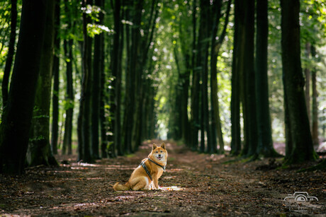 Tussen de bomen 2