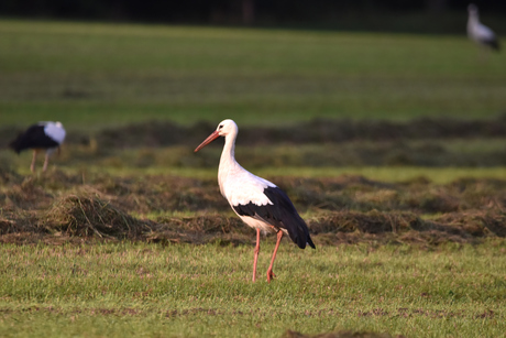 Ooienvaar in het gemaaide gras