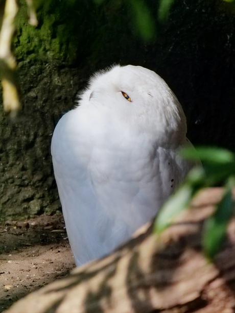 Look up Hedwig