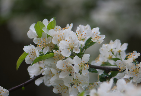 appel boom