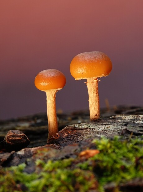 Paddestoelen in Clingendael