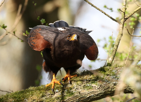 Woestijnbuizerd