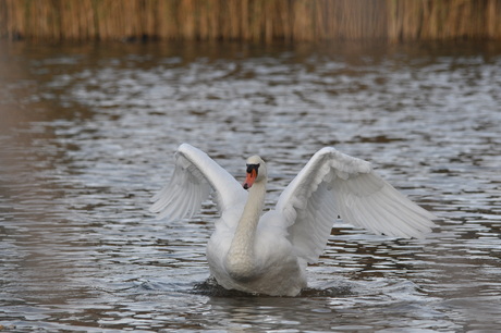 tussen het riet.....