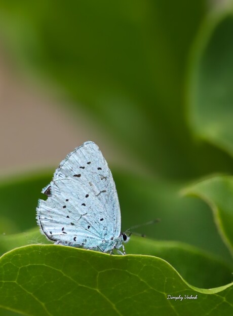 Boomblauwtje 