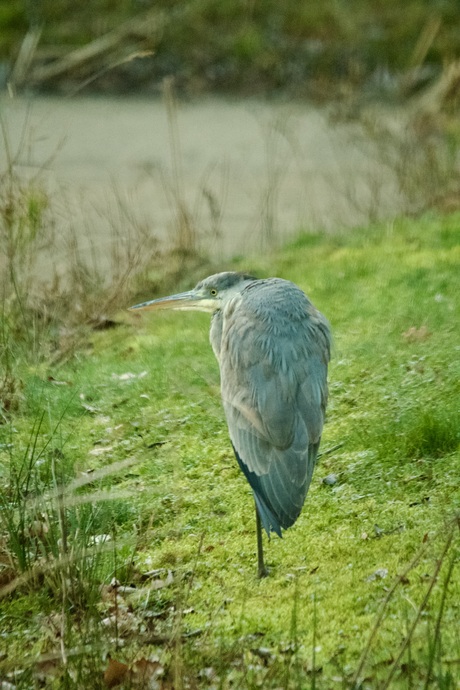 Reiger in balans