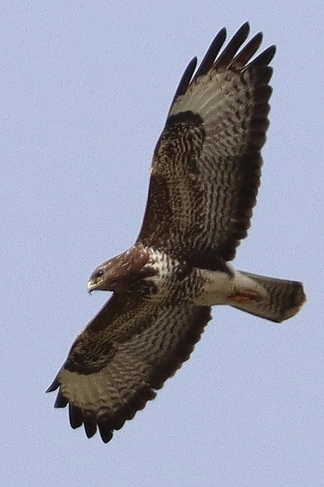 Buizerd in vlucht