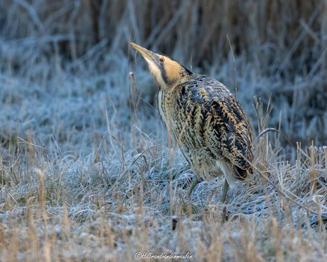 De koning van de camouflage in een winters landschap.  Het blijft een bijzonder moment om een Roerdomp zo prachtig vrij in het riet en de rijp te zien staan