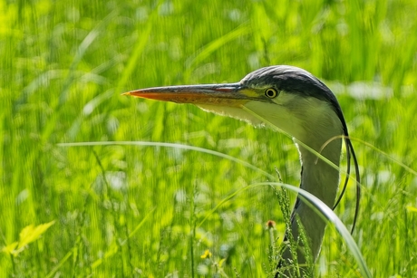 Reiger