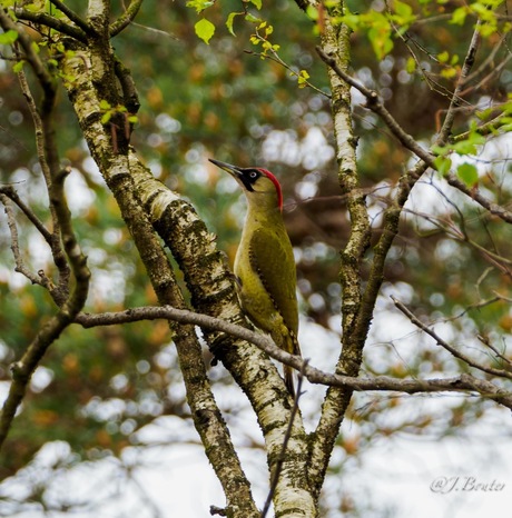 Groene Specht