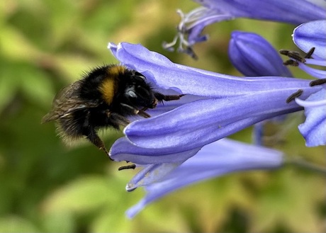 Hommel op lelie