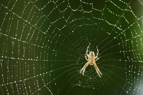 spinneweb met regendruppels