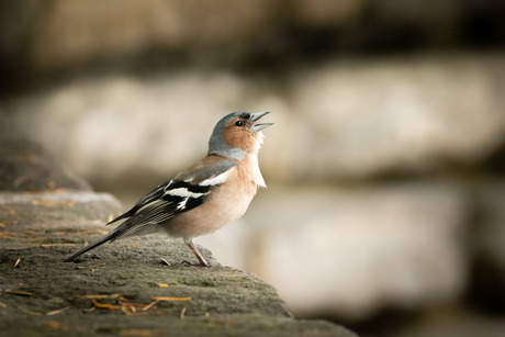 Vink