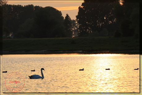 Zwanen familie 