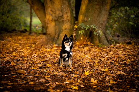 Gizmo in het Vroesenpark