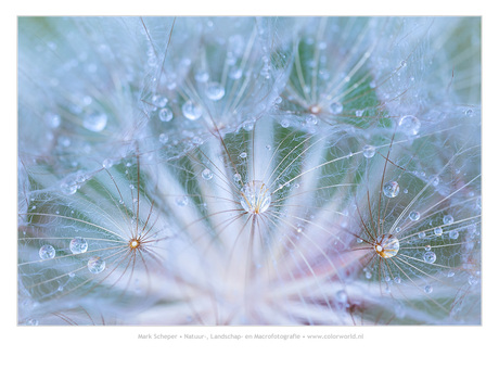 Morgenster (Tragopogon pratensis subsp. pratensis)