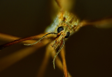 🦟Ontdek de Verborgen Wereld van de Kleinste Bewoners! 🦟