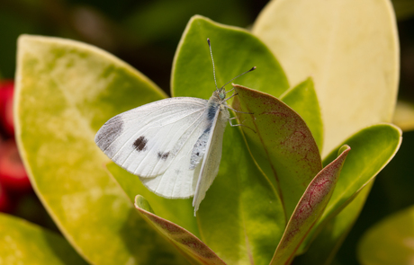 Bezoek in de tuin