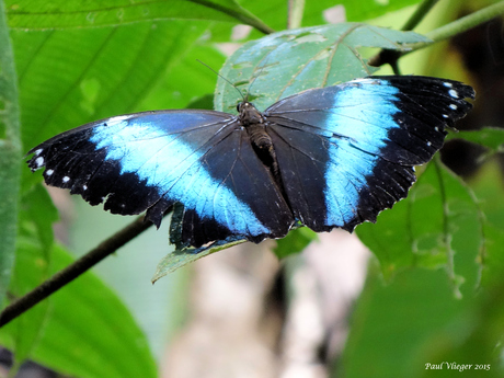 Metallic Blauw in het regenwoud