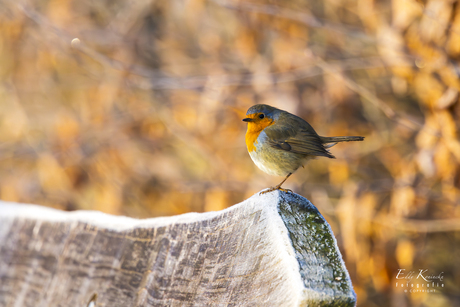 Roodborstje op bankje