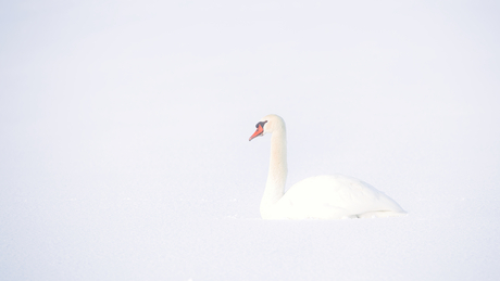 Zwaan in de sneeuw