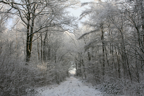 besneeuwd doorkijkje