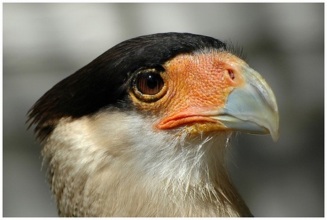 Caracara