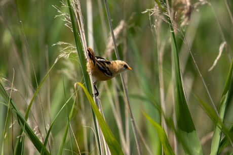 Juveniele  baardmannetje (M)