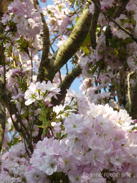 roze bloemen