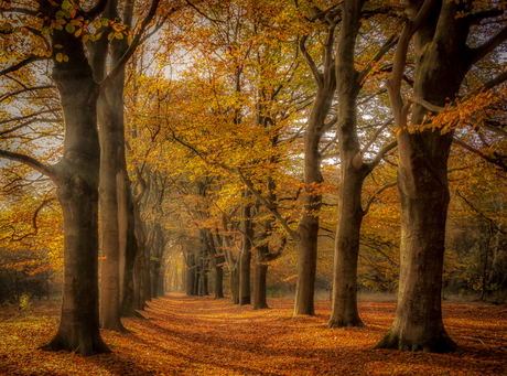 Diep in het Bos