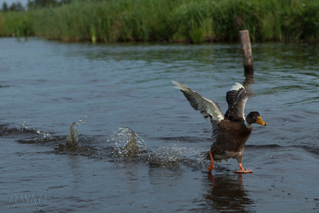 Duck take-off