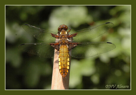 Libelle