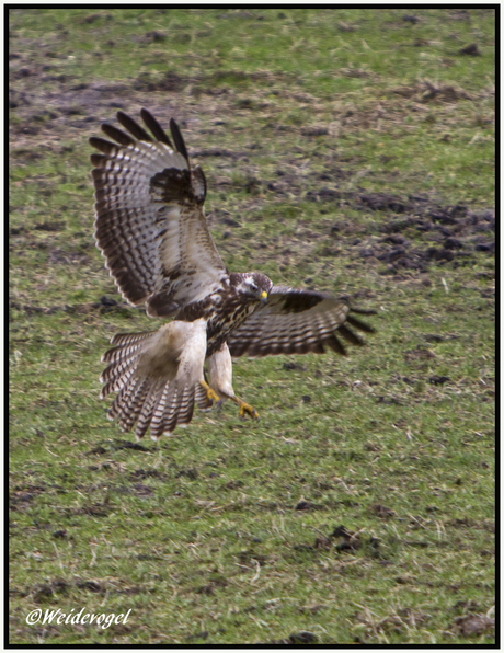 Buizerd