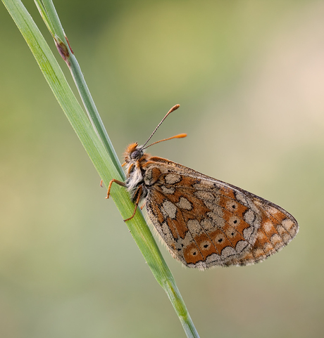 Moerasparelmoervlinder