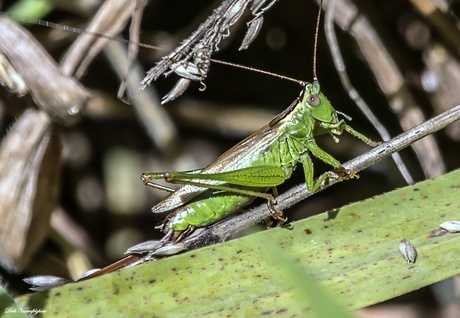 groene sprinkhaan