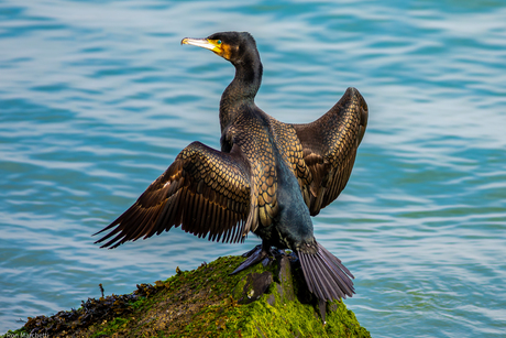 Aalscholver droogt zijn vleugels.