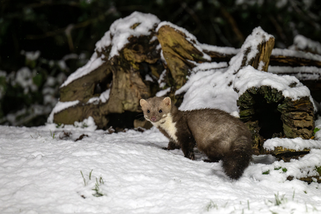 steenmarter in de sneeuw