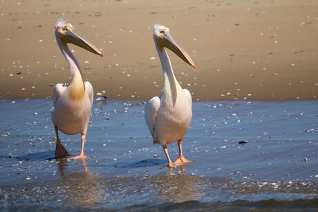 Samen zwemmen