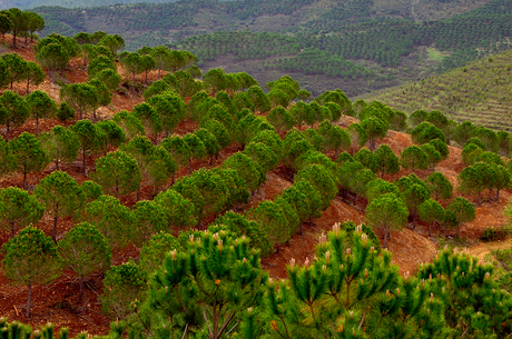 Portugal Alentejo - Pijnbomen