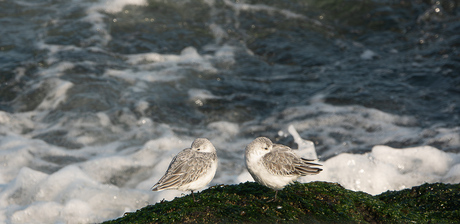 Drieteenstrandlopers