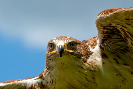 PPG - Roofvogel in vlucht...