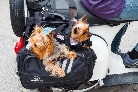 Travel twins